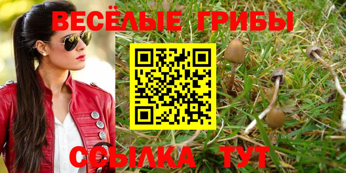Псилоцибиновые грибы Cubensis  Вход с VPN  Псилоцибиновые грибы прущие грибы  Лосино-Петровский 